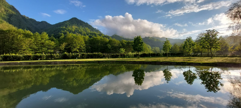 Balta cu tei